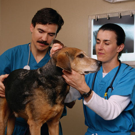 Veterinary Technologists/Technicians 
