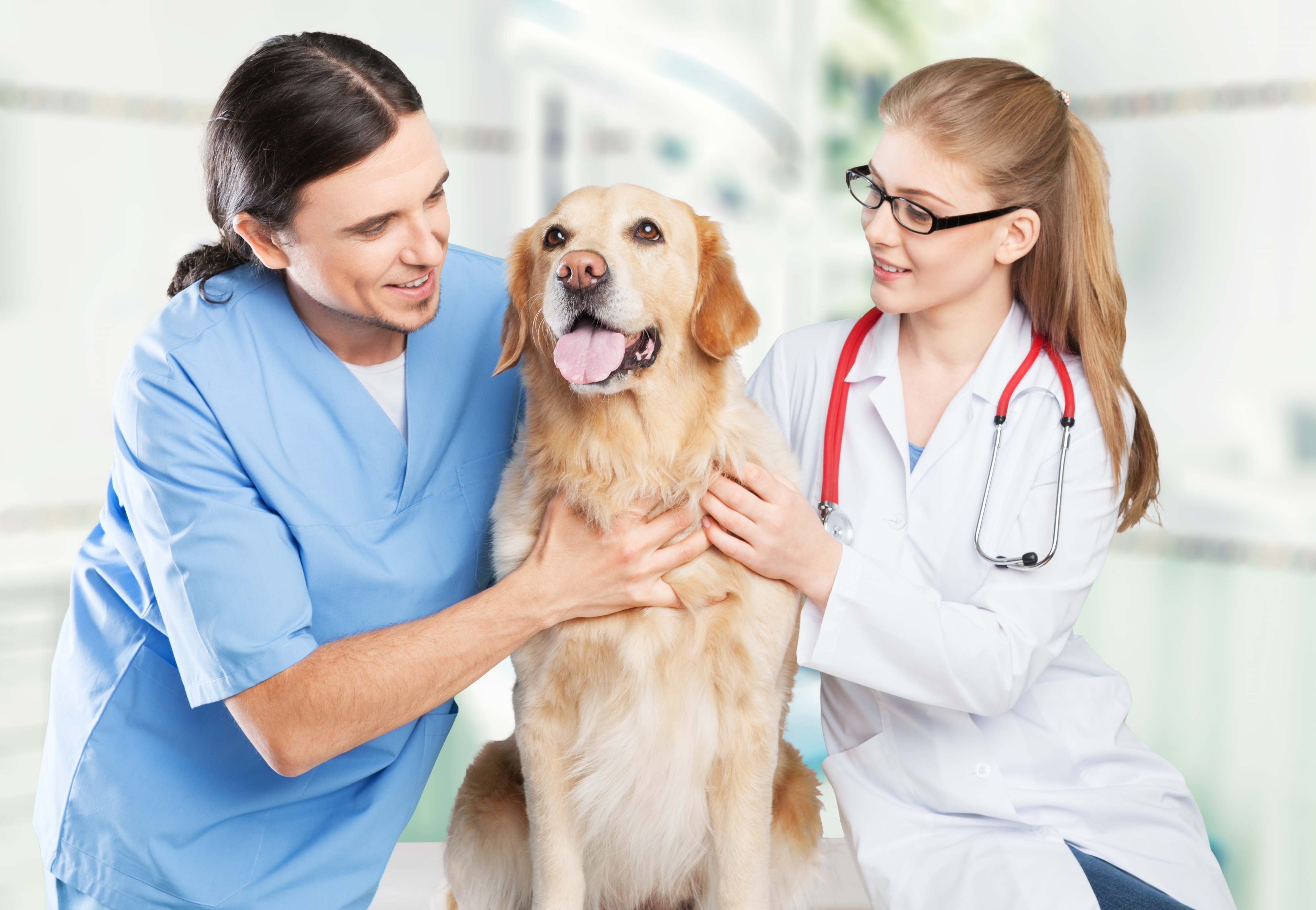 Veterinarian Internship