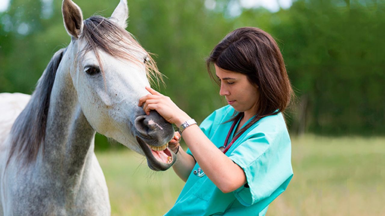 Love Animals? Consider These Health Care Careers 