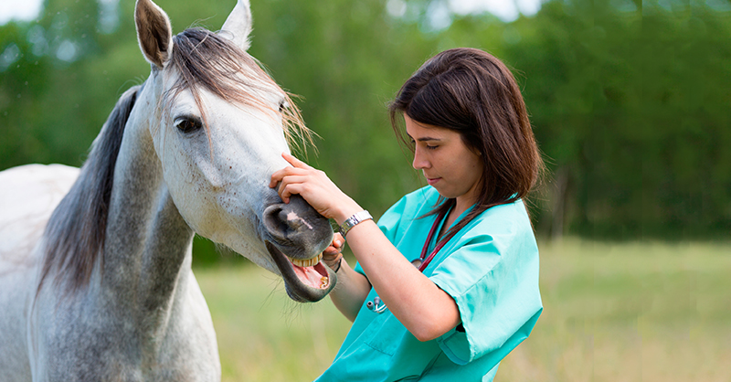 Love Animals? Consider These Health Care Careers 
